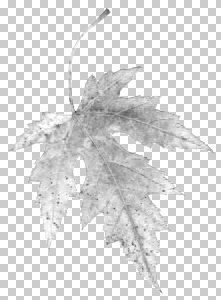 Black & White Adjustment Layer