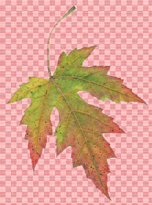 Masked Leaf
